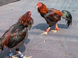 Lời Khuyên Chuyên Gia: 10 Vảy Gà Xấu Tuyệt Đối Phải Loại Bỏ