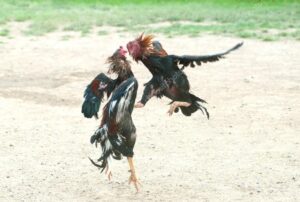 Yếu Tố 2: Nghệ Thuật Chọn Gà (Xem Vảy)