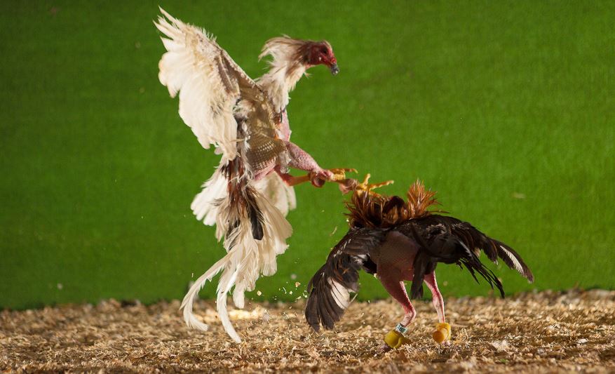 Tại Sao Nuôi Gà Đá Cựa Sắt Cần Chế Độ Chăm Sóc Đặc Biệt