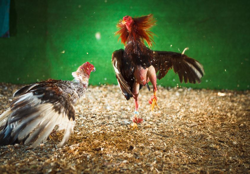 Phép Xem Màu Mạng (Kê Kinh)