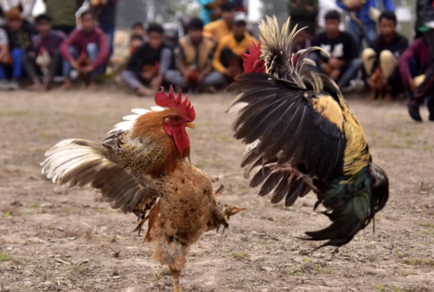 Tại Sao Đòn Đá Hiểm Của Gà Chọi Lại Quan Trọng