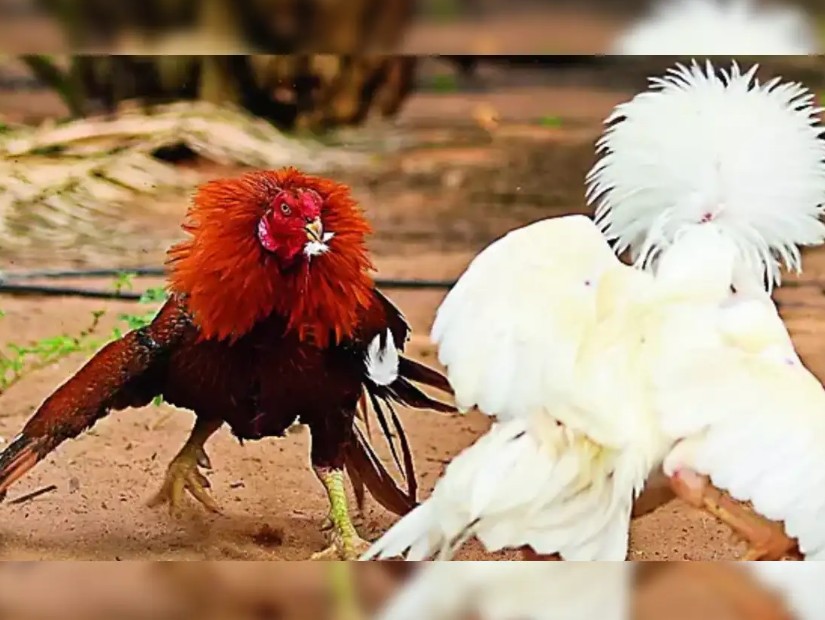 Tại Sao Nuôi Gà Chọi 6 Tháng Tuổi Lại Quyết Định Thành Bại