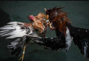 Chế Độ Chăm Sóc & Tập Luyện: Kỷ Luật Sắt