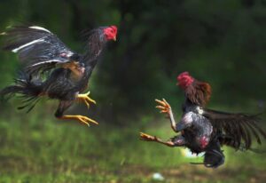 Bí Mật Cách Nuôi Gà Tre Đá Mau Sung: 3 Tuyệt Chiêu Từ "Sư Kê" Lão Luyện