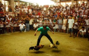 Giải Quyết Vấn Đề Nâng Cao: Khi Gà Bị "Vỡ Trạng" (Thừa Cân)