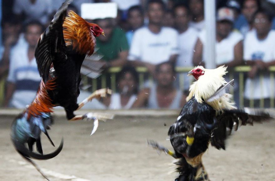 [Cân Nặng Gà Chọi Theo Tháng Tuổi] - Bảng Chuẩn Cân Nặng Gà Chọi Theo Tháng Tuổi