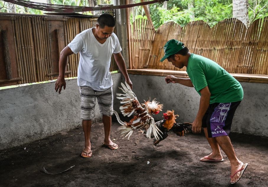 Cân Nặng Gà Chọi Theo Tháng Tuổi - Tại Sao Kiểm Soát
