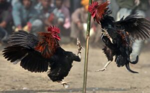 Cách Chọn Gà Chọi Hay: Từ "Kinh Kê" Đến Thực Chiến (A-Z)