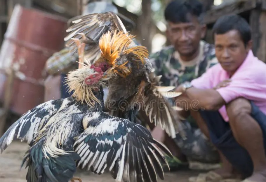 Những Dấu Hiệu Nhận Biết "Linh Kê" - Gà Quý Hiếm