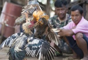 Cách Xem Hậu Độ Gà Chọi: Hướng Dẫn Chọn "Chiến Kê" Bất Bại Từ Chuyên Gia