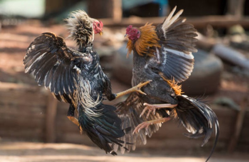 Hướng Dẫn Xem Tướng Gà Chi Tiết Từ A-Z