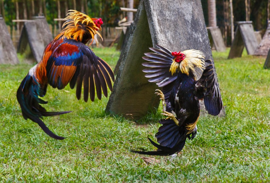 Giải Pháp Từ Chuyên Gia Bj38: Làm Sao Để Gà Sung Trở Lại?