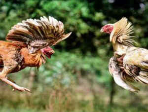 Chiến Thuật & Lời Khuyên