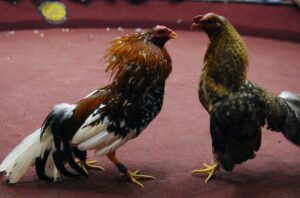 Cách Xem Chân Gà Chọi - Hướng Dẫn Chi Tiết Từ A-Z