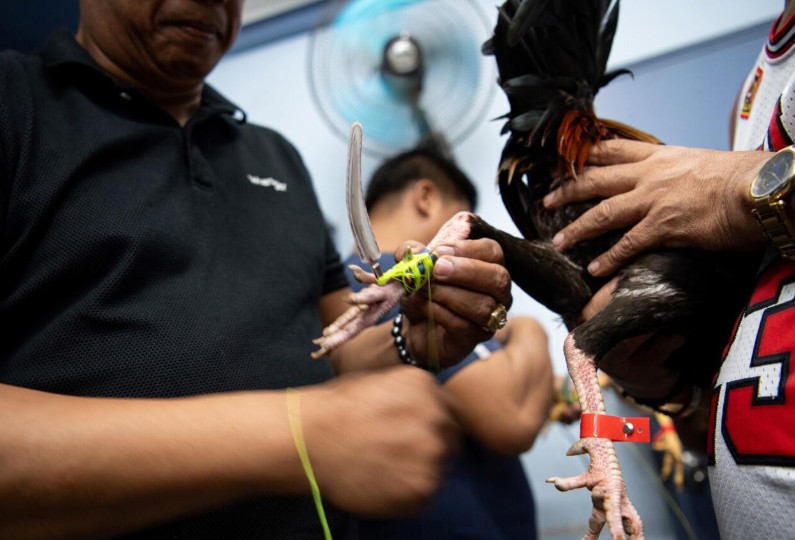 Cảnh Báo Từ Bj38: Những Loại Vảy "Tử Huyệt" Tuyệt Đối Tránh