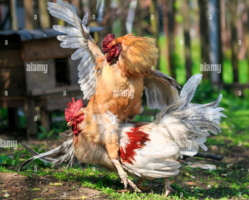 Chiến Lược Dinh Dưỡng: Ăn Gì Để Gà Chọi Tăng Cân "Vào Cơ"?