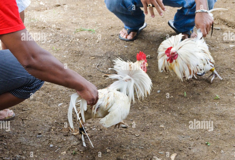 Làm Thế Nào Để Gà Chọi Tăng Cân Săn Chắc