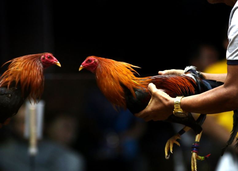 Tại Sao Nuôi Gà Đá Cựa Sắt Cần Chế Độ Chăm Sóc Khác Biệt?