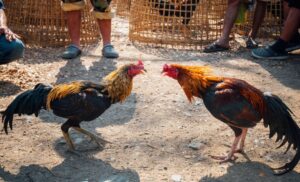 Giải Quyết Vấn Đề Y Tế - Lời Khuyên Từ Bj38