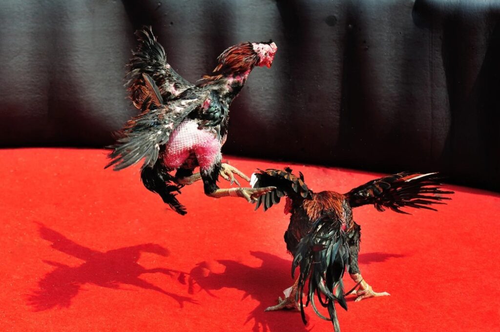 CÁCH CHĂM SÓC GÀ CHỌI THAY LÔNG - HƯỚNG DẪN CHI TIẾT TỪ A-Z