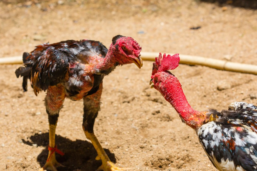 Giải Quyết Vấn Đề Nâng Cao & Lời Khuyên Chuyên Gia từ Trang chủ Bj38