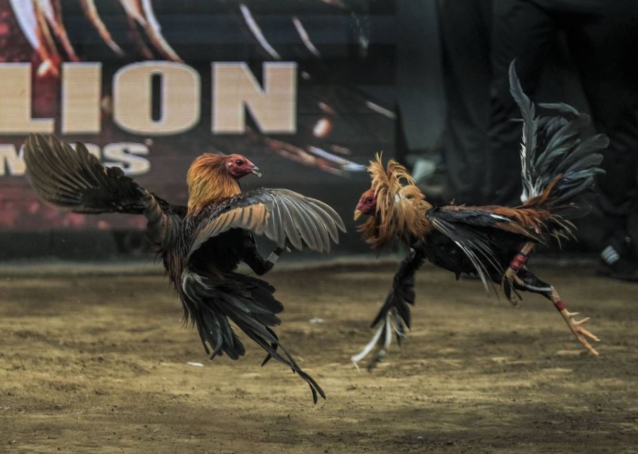 Lịch tiêm chủng định kỳ – "Lá chắn" từ thú y hiện đại