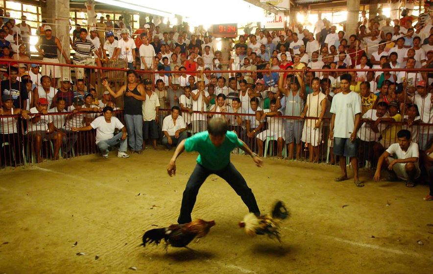 Cách chữa gà bị om đòn bằng bài thuốc thảo dược dân gian (Kinh Kê Diễn Nghĩa)