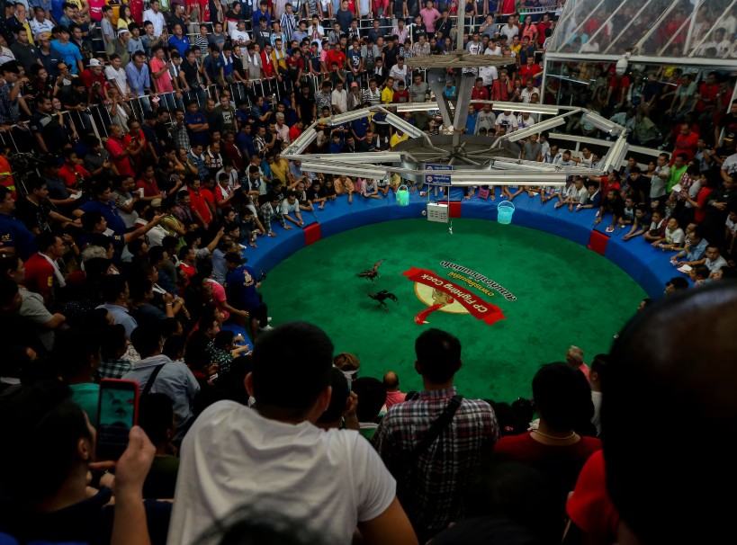 Đá gà trên mạng – Thú vui dân gian thời công nghệ