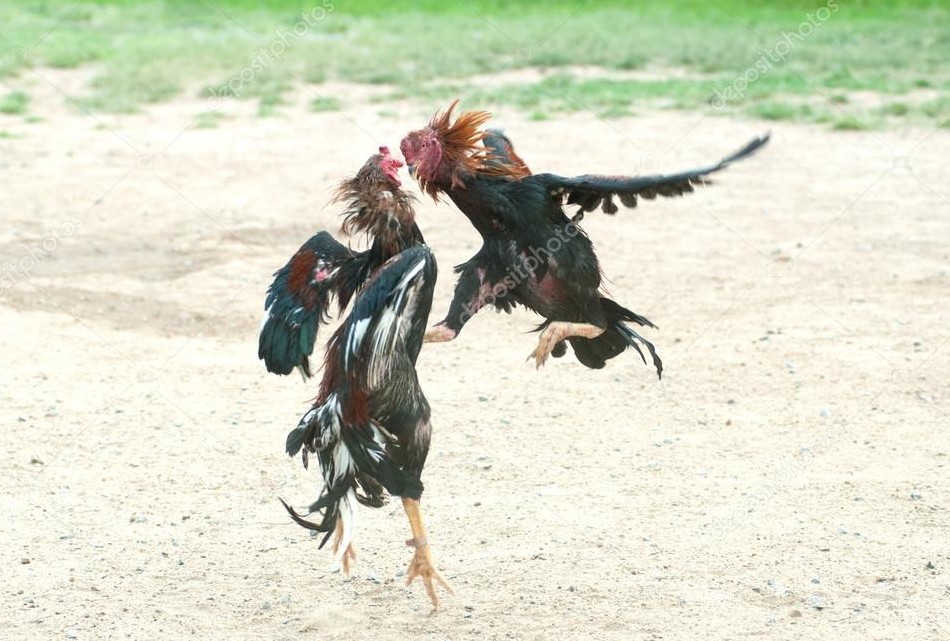 Bí Quyết Chọn "Thần Kê" Qua Tướng Pháp & Vảy