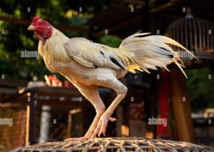 Chơi có trách nhiệm và bảo mật thông tin cá nhân