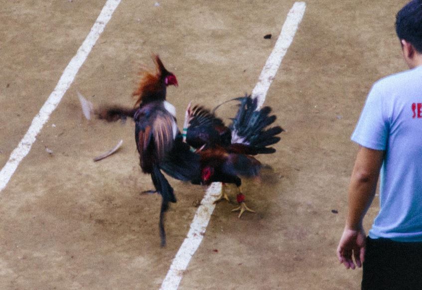 Cách chữa mốc cho gà chọi bằng các nguyên liệu dân gian (Trích "Thú Nuôi Gà Nòi")