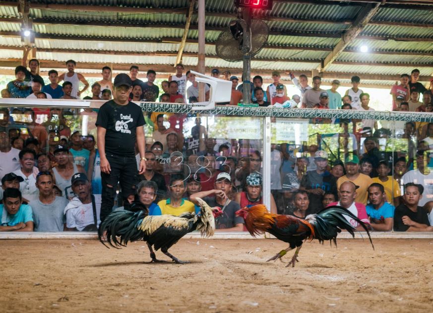 Cách Chữa Mốc Cho Gà Chọi