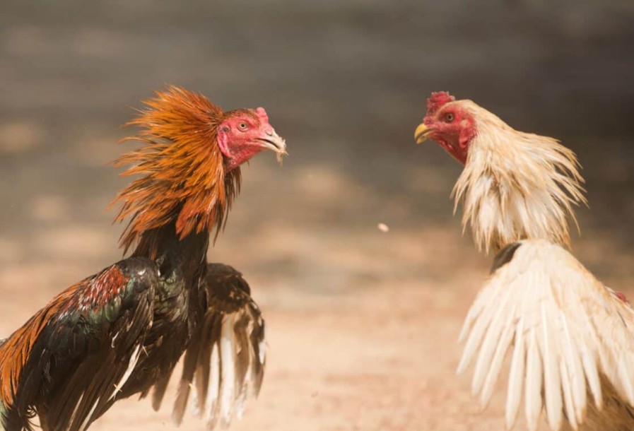 "Phù thủy" hấp thụ: Những bài thuốc dân gian giúp gà ăn bao nhiêu bổ bấy nhiêu