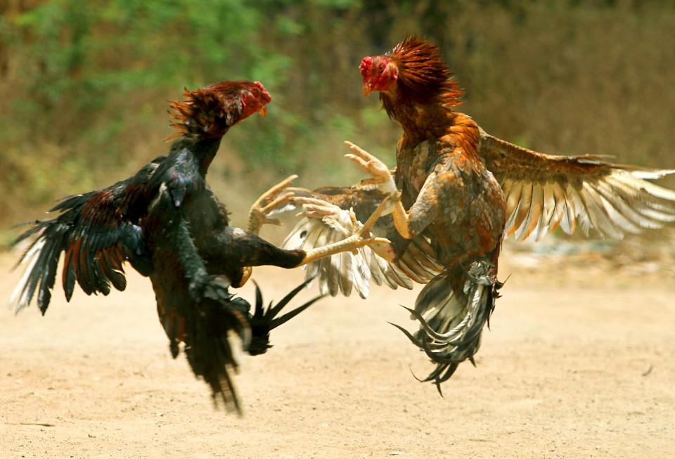 Theo dõi cân nặng phong cách "Sư kê chuyên nghiệp"