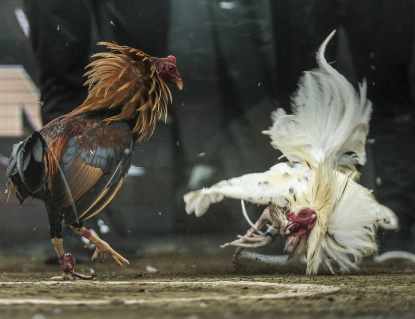 Cách nuôi gà chọi tăng cân