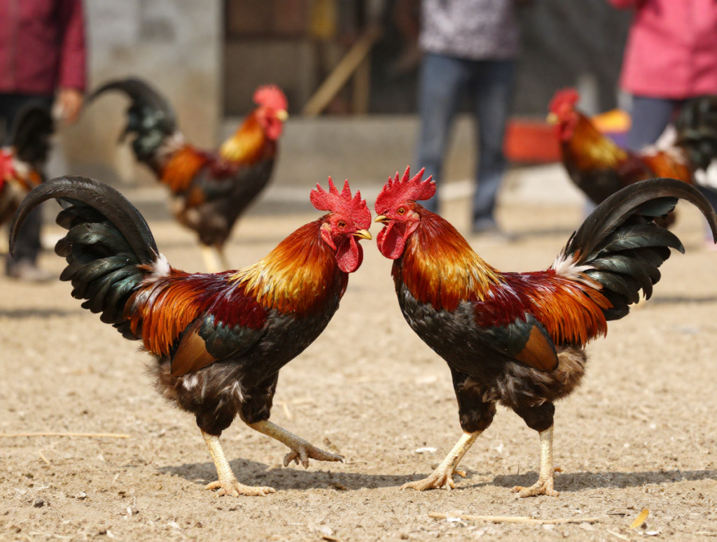 GÀ CHỌI CON 4 THÁNG TUỔI - Hướng Dẫn Chi Tiết Từ A-Z