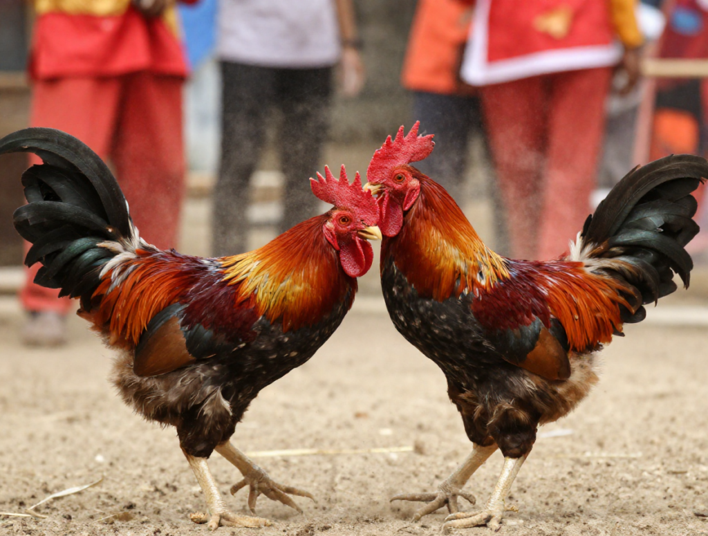 Nuôi Gà Chọi Con 4 Tháng Tuổi